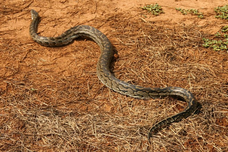 Grasshopper rediscovery