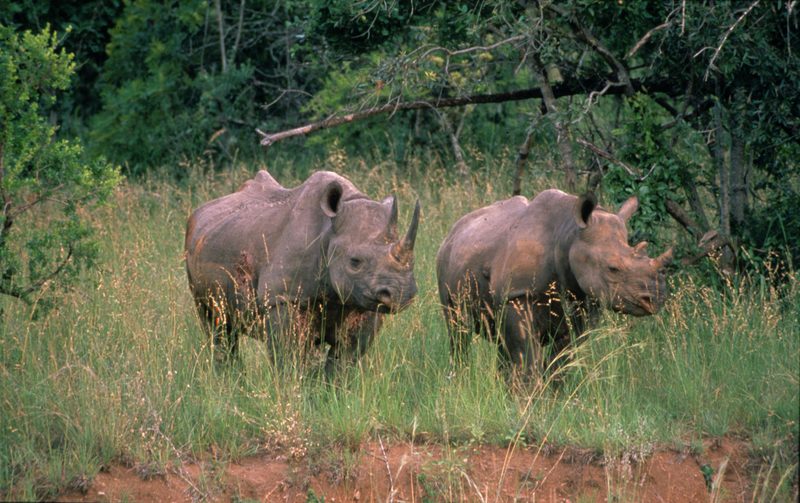 Rhino poaching decline