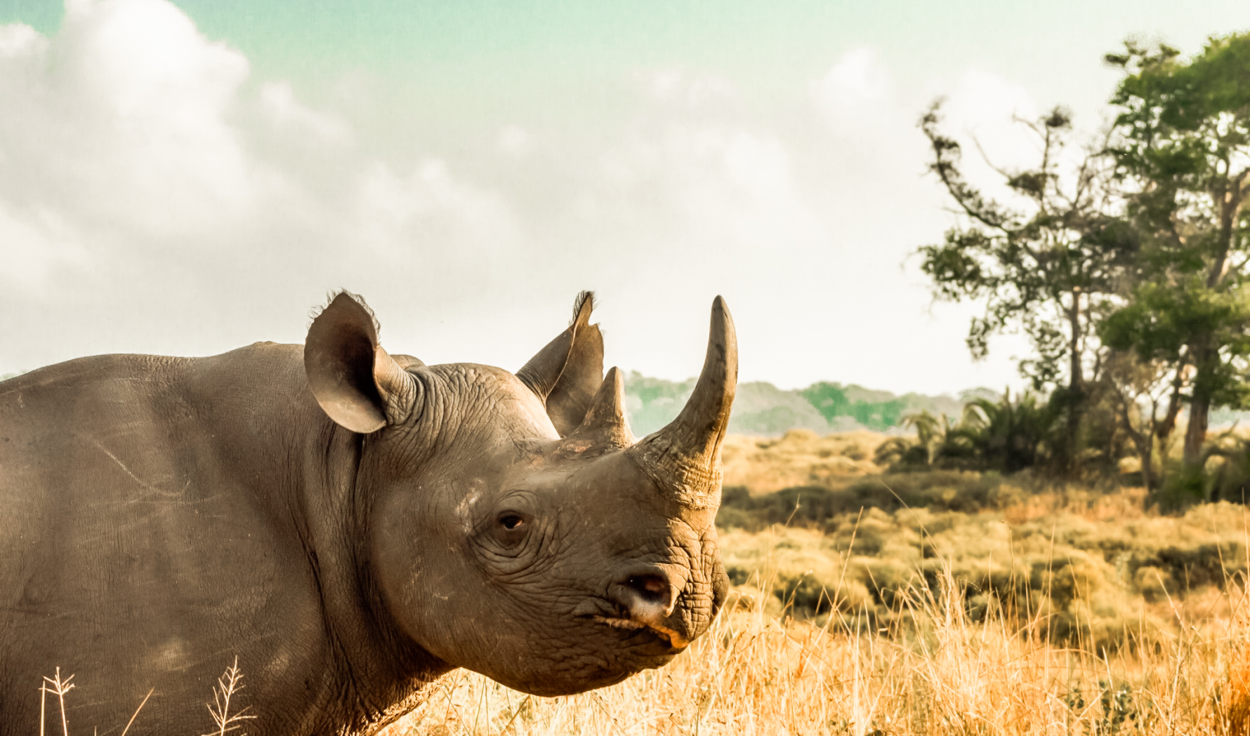 Rhino in the KwaZulu-Natal wild